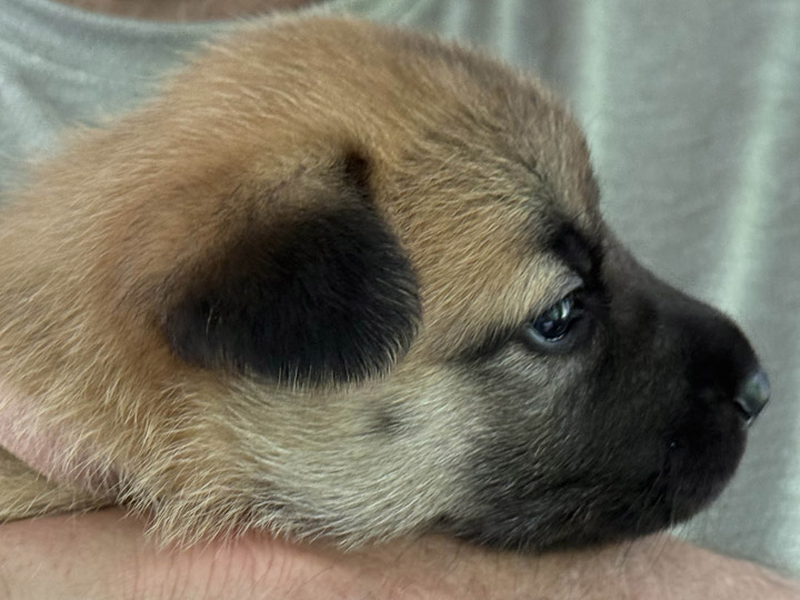 chinook puppy
